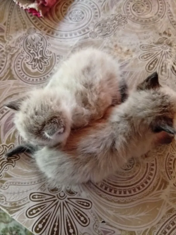 Продаю сиамских котят — фото 1
