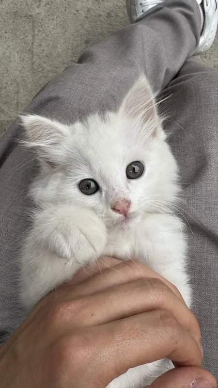 Turetskiy angora, yaxshi qollarga beriladi — фото 1