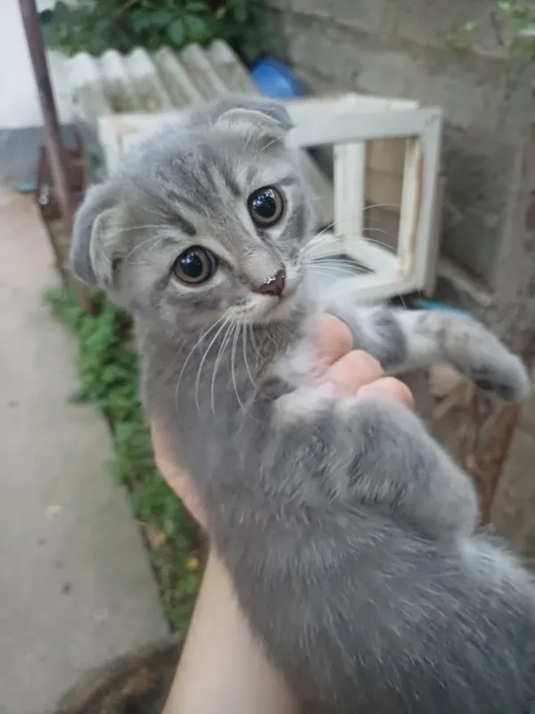 Мушукча/ котейка 2