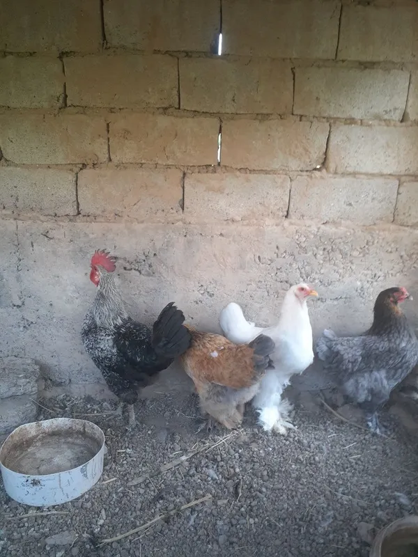 Xonaki tovuqlar sotiladigan donasi 120 mingdan. 7 dona bor 6 tovuq 1 x 2