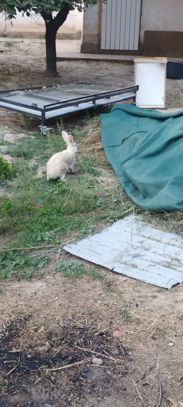 куёнла сотилади ханмаси 1 таси якинда Яна тугади . 3