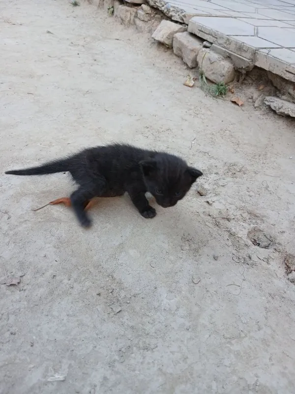 Котята милые маленькие 5 Котята милые маленькие 5