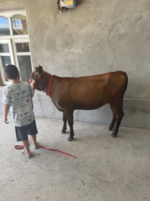 G’unanim sotaldi paro’da 2 G’unanim sotaldi paro’da 2