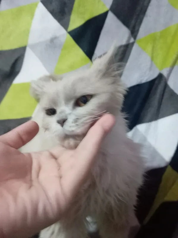 Кошка породистая — фото 2