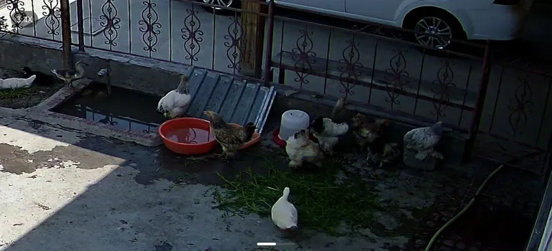 brama tovuqlar sotilad tuxumga krgan 7oylik 2 brama tovuqlar sotilad tuxumga krgan 7oylik 2