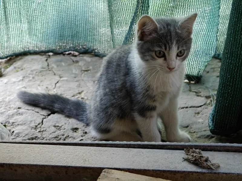 Mushuk котость 2 3