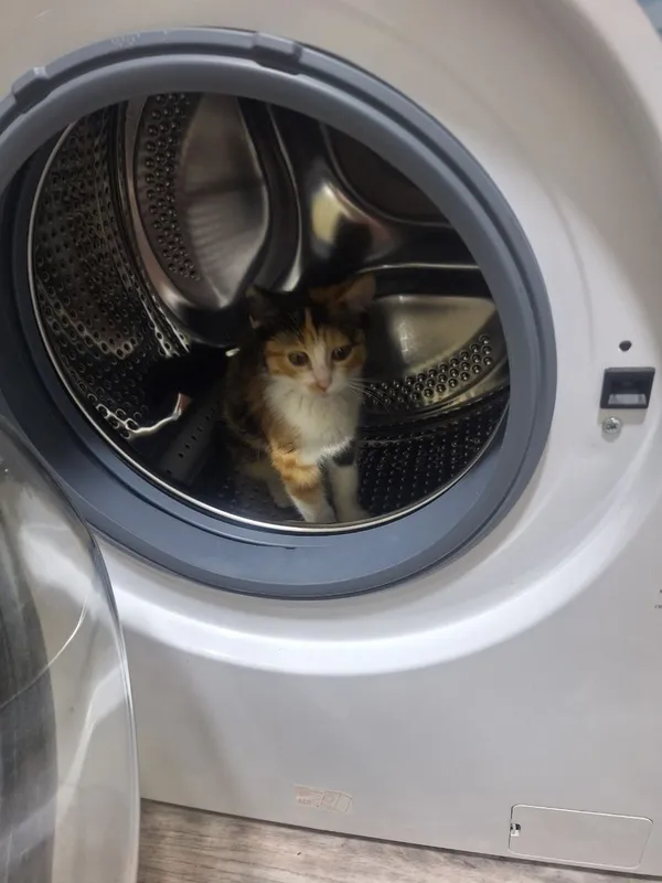 Отдам котёнка в хорошие руки 2 Отдам котёнка в хорошие руки 2
