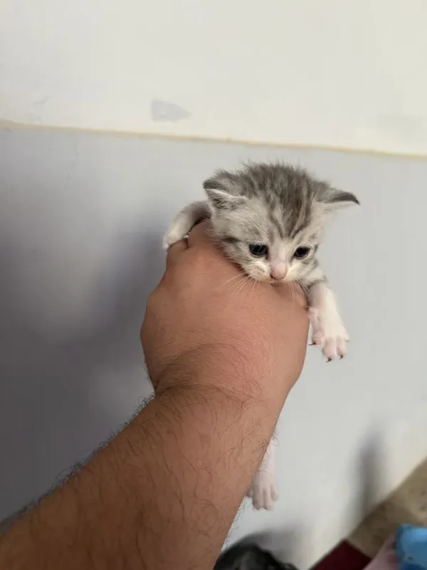 Zotli mushukchalar sotiladi 4 Zotli mushukchalar sotiladi 4