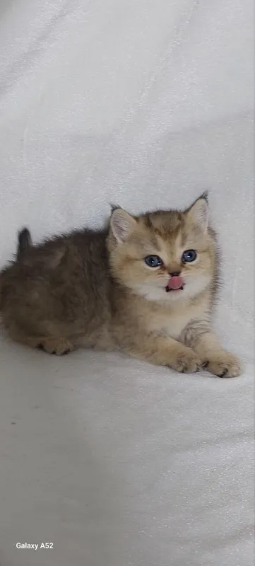 животные кошки 1 животные кошки 1