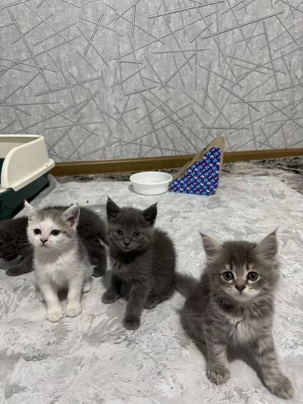 British Shorthair