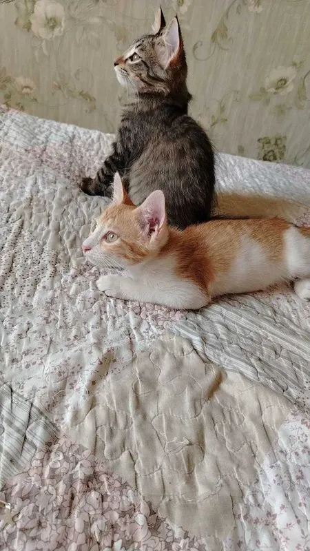 Отдам котят в добрые руки — фото 3