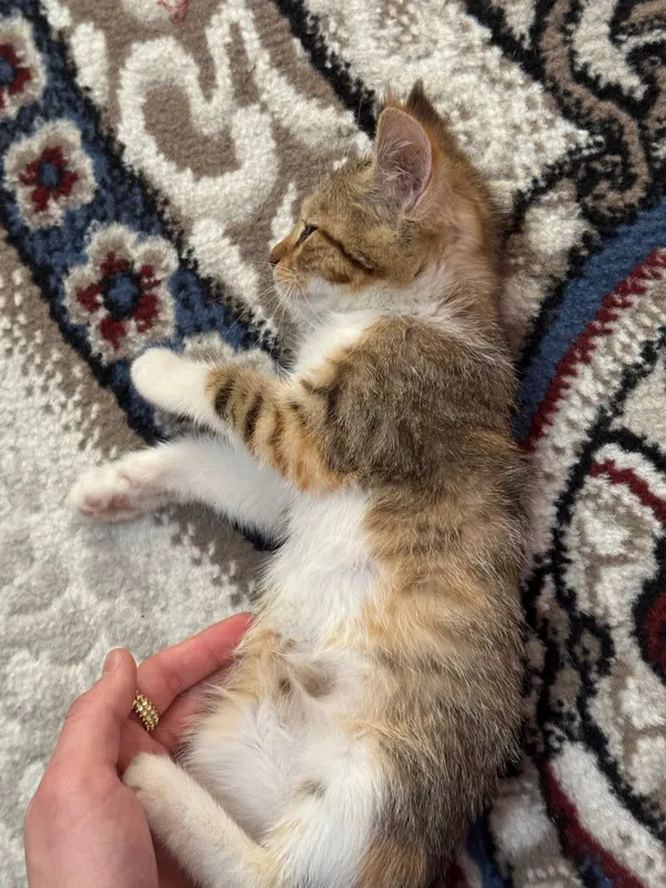 кошки котята 7