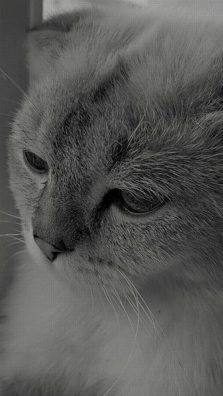 scottish fold mushugi 3 scottish fold mushugi 3