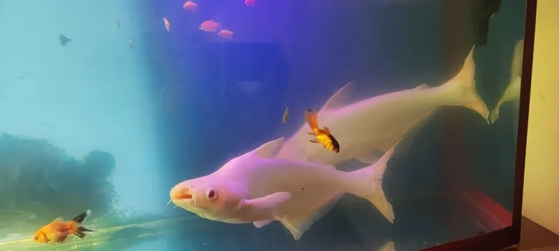Pegasus albinos 40 sm 1