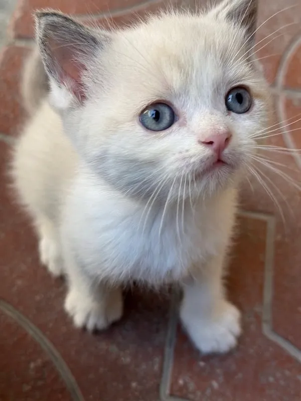 Продаются котята. 3