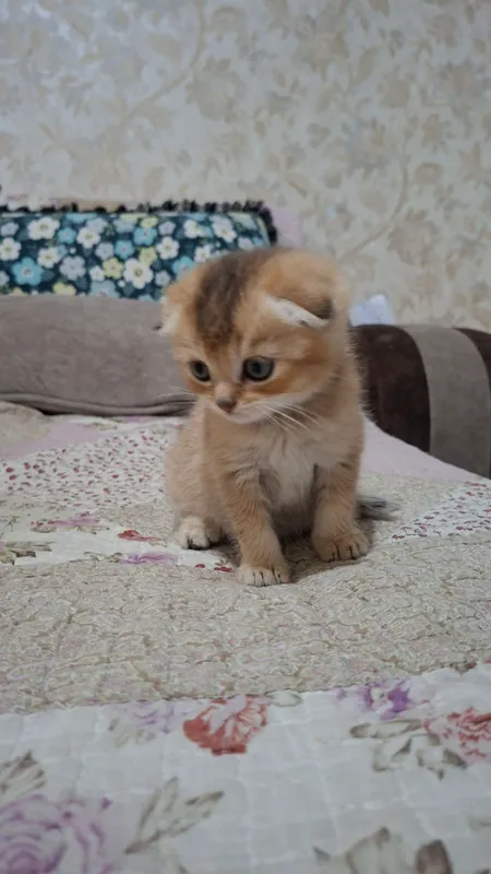 скоттиш фолд золотистая шиншилла мальчик — фото 6