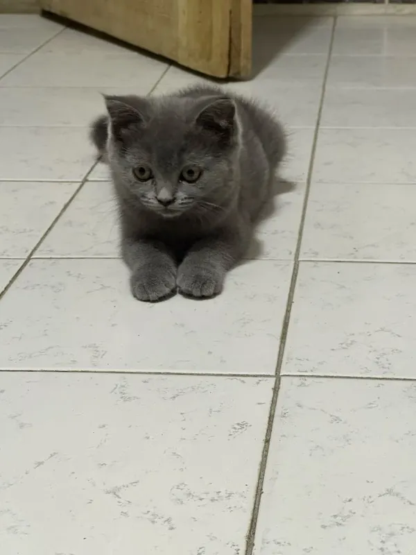 Скотиш Страйт шотланский 3 Скотиш Страйт шотланский 3