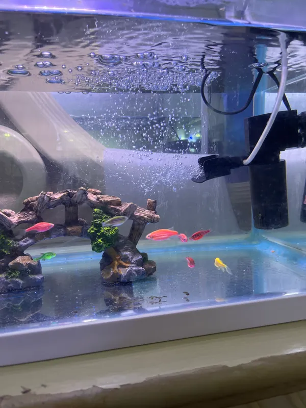 Danio Glofish samkalari (Tuxadigan)