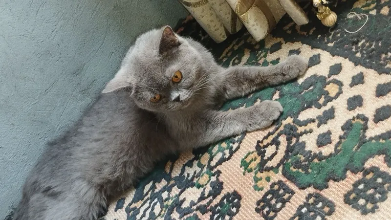 продаётся кошка — фото 1