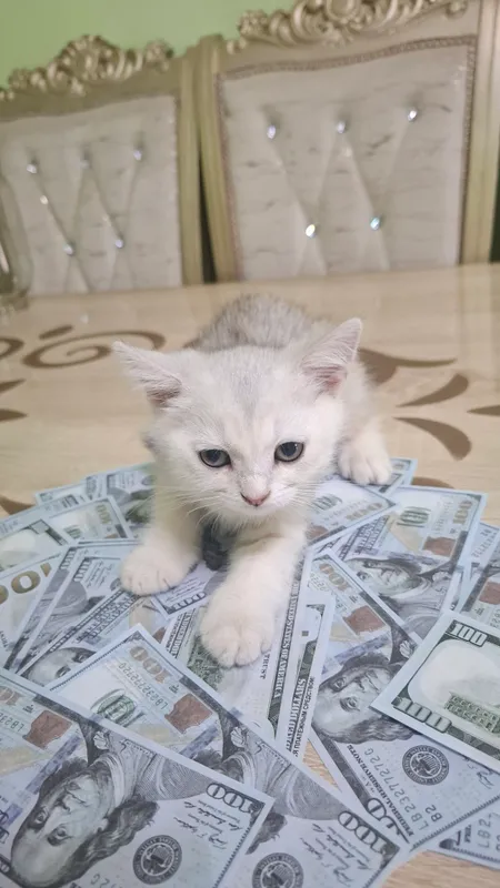 Sotiladi Shinshella 1 mln 5