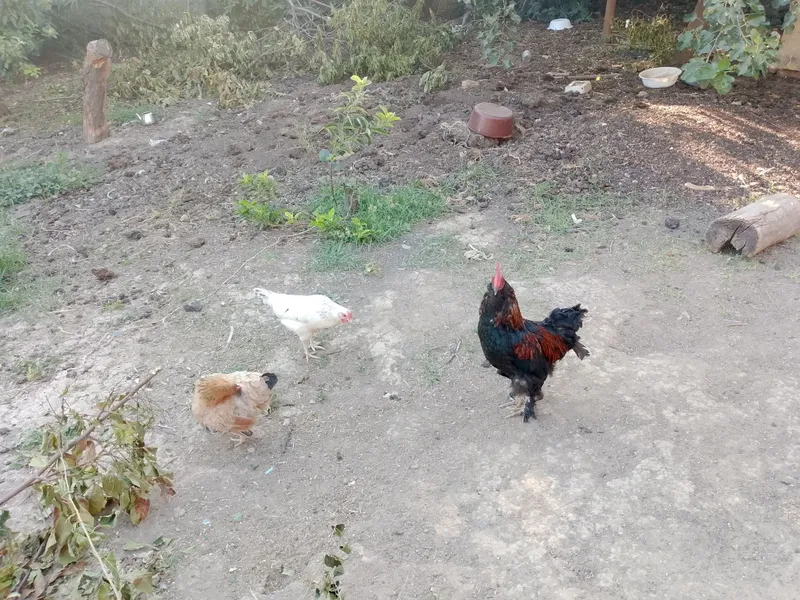 hashaki tovuq 6ta 5 hashaki tovuq 6ta 5