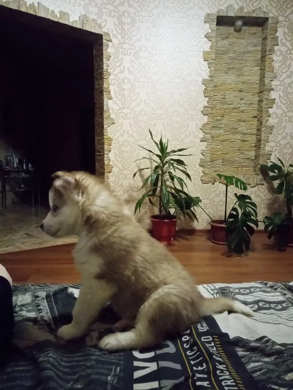 хаски haski xaski bolalari 4 хаски haski xaski bolalari 4
