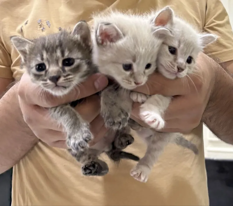 Отдам в добрые и заботливые руки красивую кошку с котятами. — фото 2
