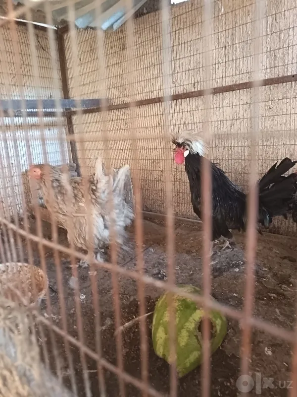 Jaydari tovuq galland xoroz sotladi 1 Jaydari tovuq galland xoroz sotladi 1