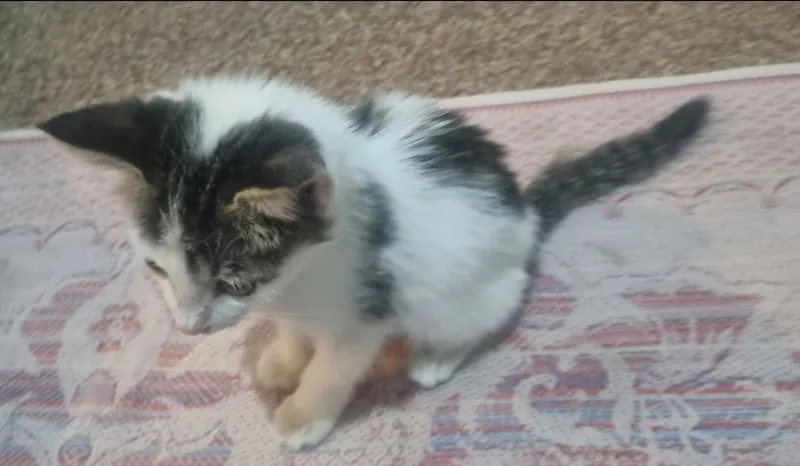 Отдам котят бесплатно 2