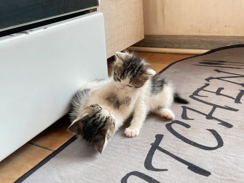 stapler bilan mushukchasini tikdi