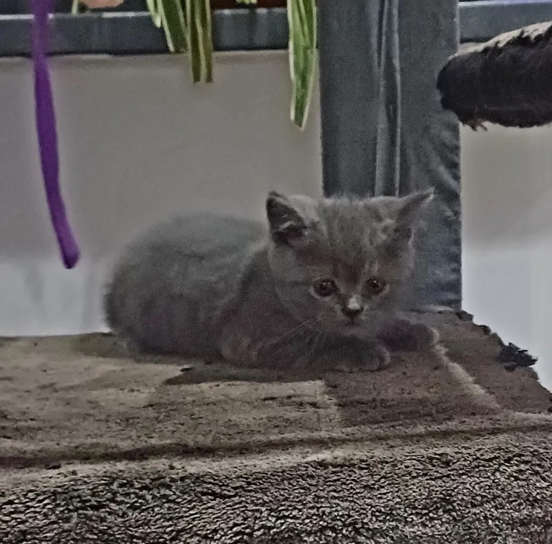 Шотландский (фолд, страйт) Скоттиш страйт, 2,5 месяц — фото 1