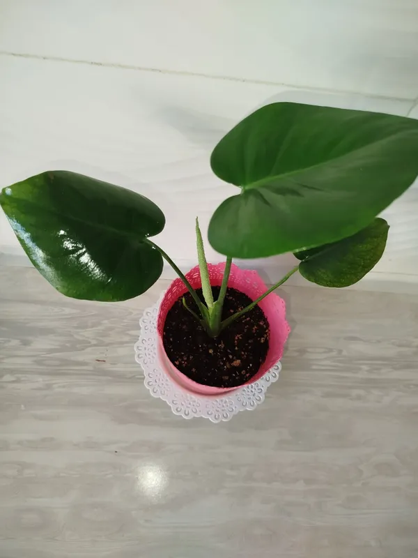 Monsterra Delitsioza detkasi Monsterra Delitsioza detkasi