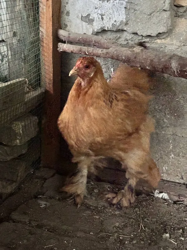 Продаются цыплята 2 Продаются цыплята 2