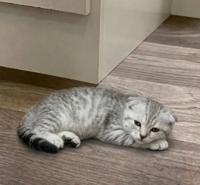 Продаются котята 4 Продаются котята 4