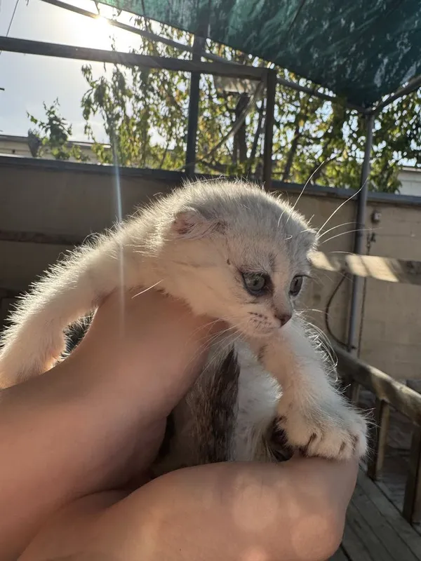 Котята. — фото 6