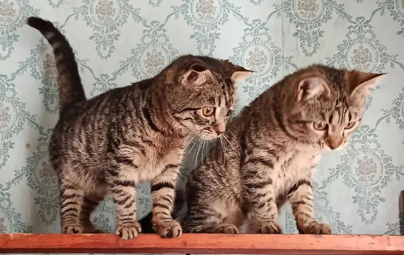 Котята в добрые руки Страйт и фолд.. — фото 7