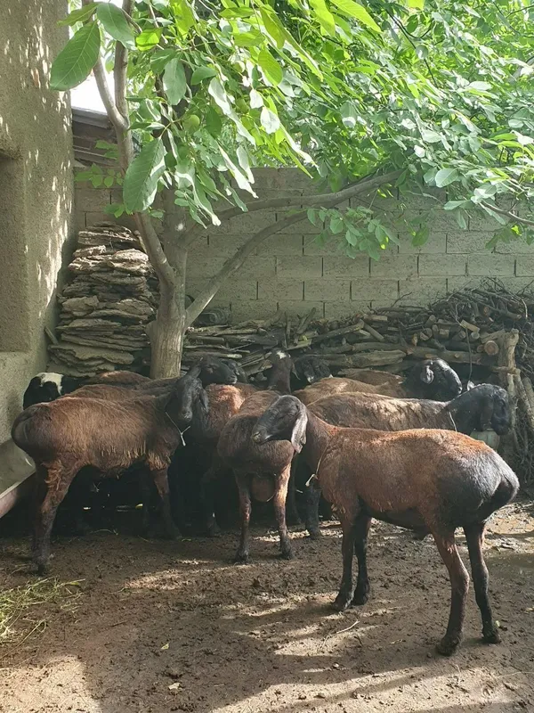 Semiz Quy quzilar Qurbon va hayit bayramlari uchun va yaxshi kuningiz — фото 6
