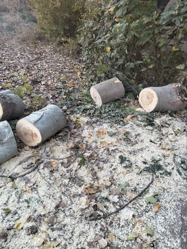 Benzin pila kesish xizmati 2 Benzin pila kesish xizmati 2