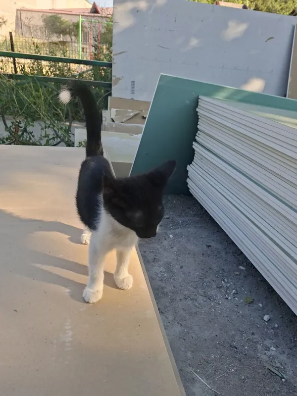 Котята отдам в хорошие руки... 2 Котята отдам в хорошие руки... 2