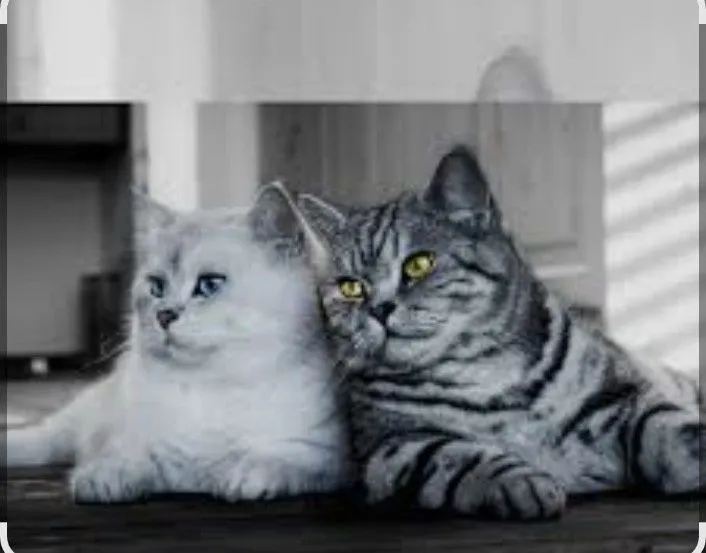 Передержка кошек и котов