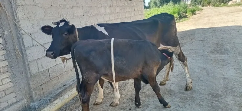 Ona bola sigirlar 1