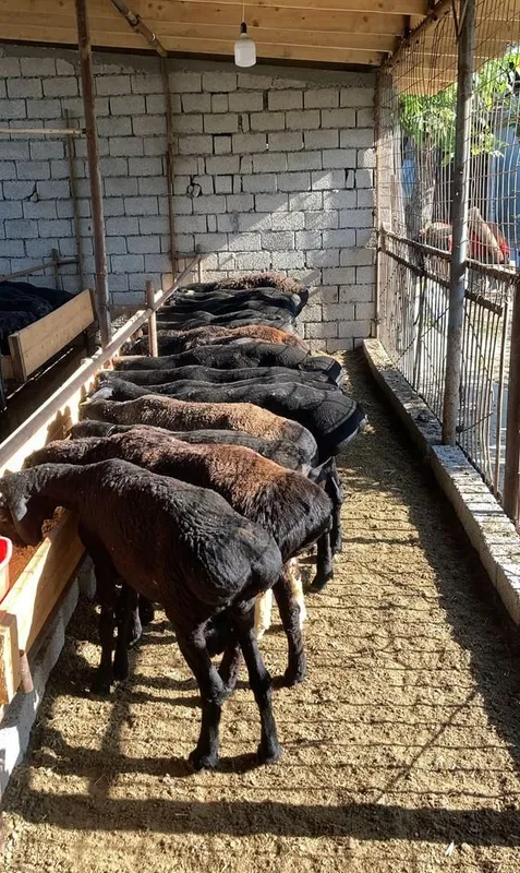 Продаются овцы и бараны 2