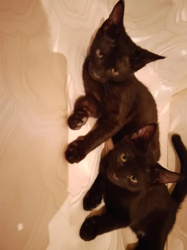 Отдам котят в добрые руки!