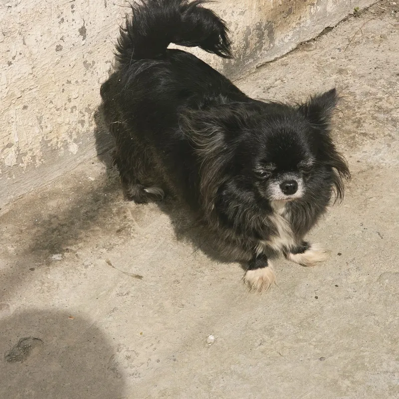Voyaga yetgan chihuahua urg‘ochisi 5 Voyaga yetgan chihuahua urg‘ochisi 5