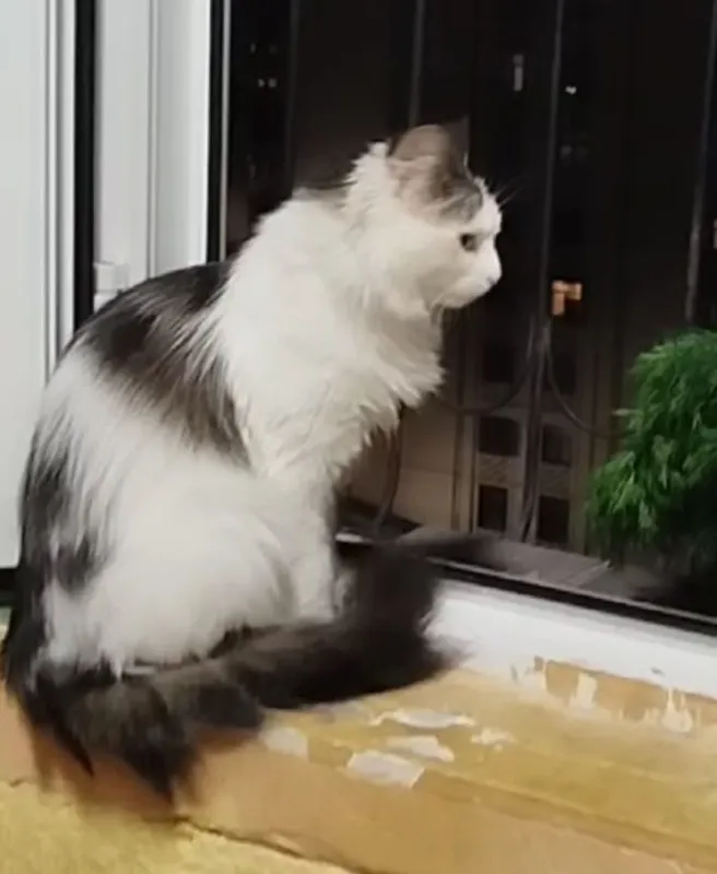 Котик, возраст 11 мес., кастрирован, к лотку приучен. — фото 4