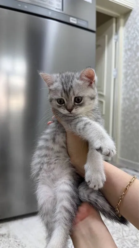 Продаются котята скоттиш фолд/страйт (серебристая шиншилла) 2 Продаются котята скоттиш фолд/страйт (серебристая шиншилла) 2