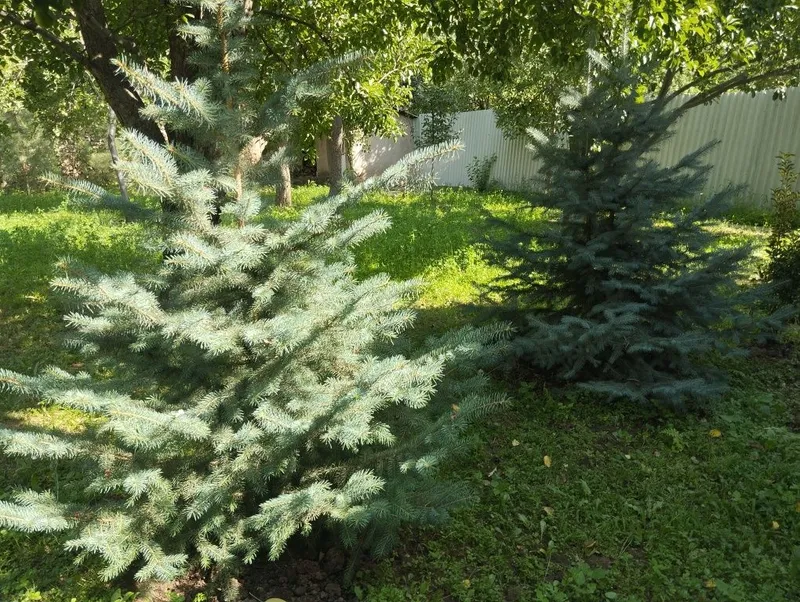Продается ели и сосны — фото 5