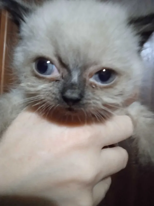 Скотиш страйт сиамского окраса, девочка, 2 месяца. 4