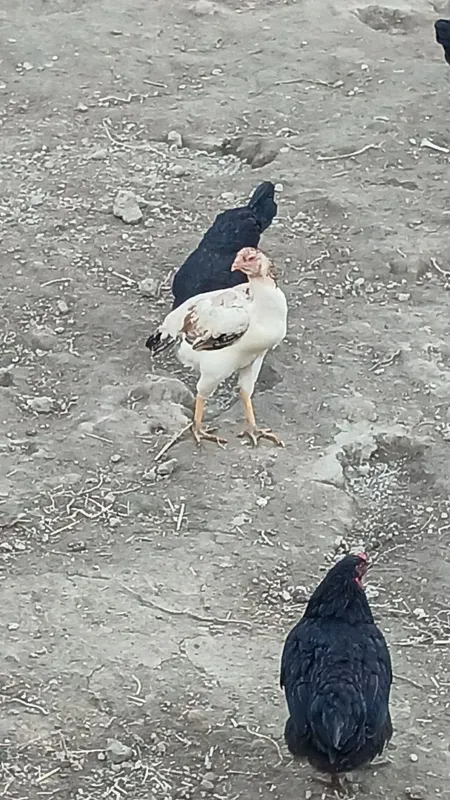 Kulangi dakan mokiyon