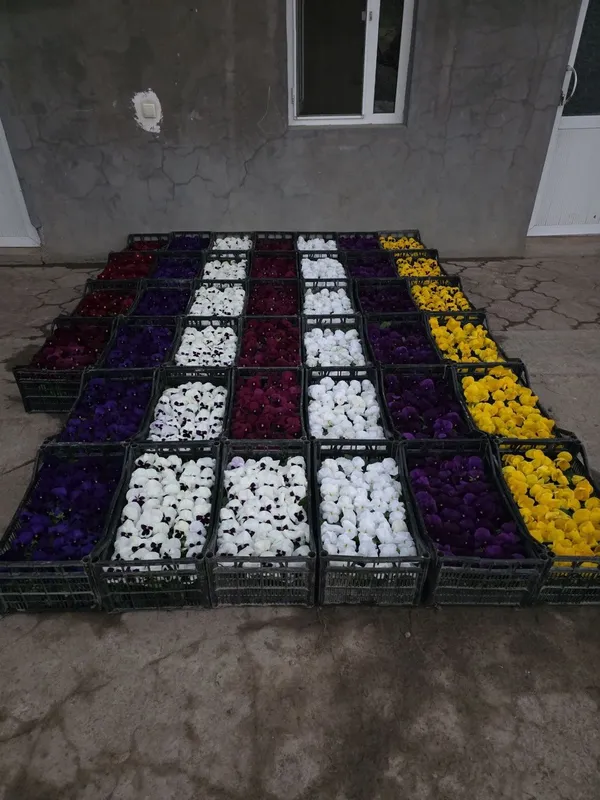 Kapalak Viola gullar 1 Kapalak Viola gullar 1
